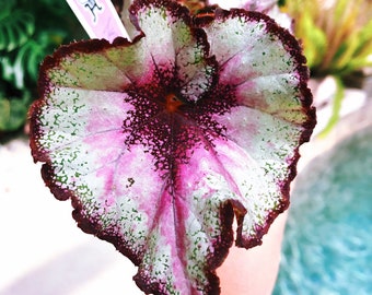 Rex Begonia ‘Harmony’s Nebula’ Purple Gray  Variegated Live House Plant Potted 4” gift