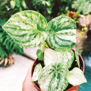 Peperomia 'Gold Dust Woman' de Harmony, planta de interior en maceta de 10 cm (4 pulgadas).