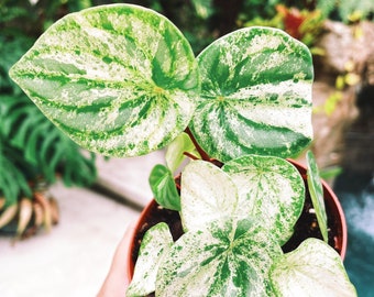 Harmony’s Variegated Watermelon Peperomia ‘Gold Dust Woman’ 4” Potted House Plant Gift