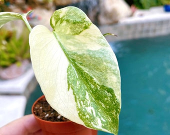 Highly Variegated Monstera Thai Constellation Crème Brûlée Platinum Legacy Marble Milky Way Sport 2” potted starter plant live house 15e