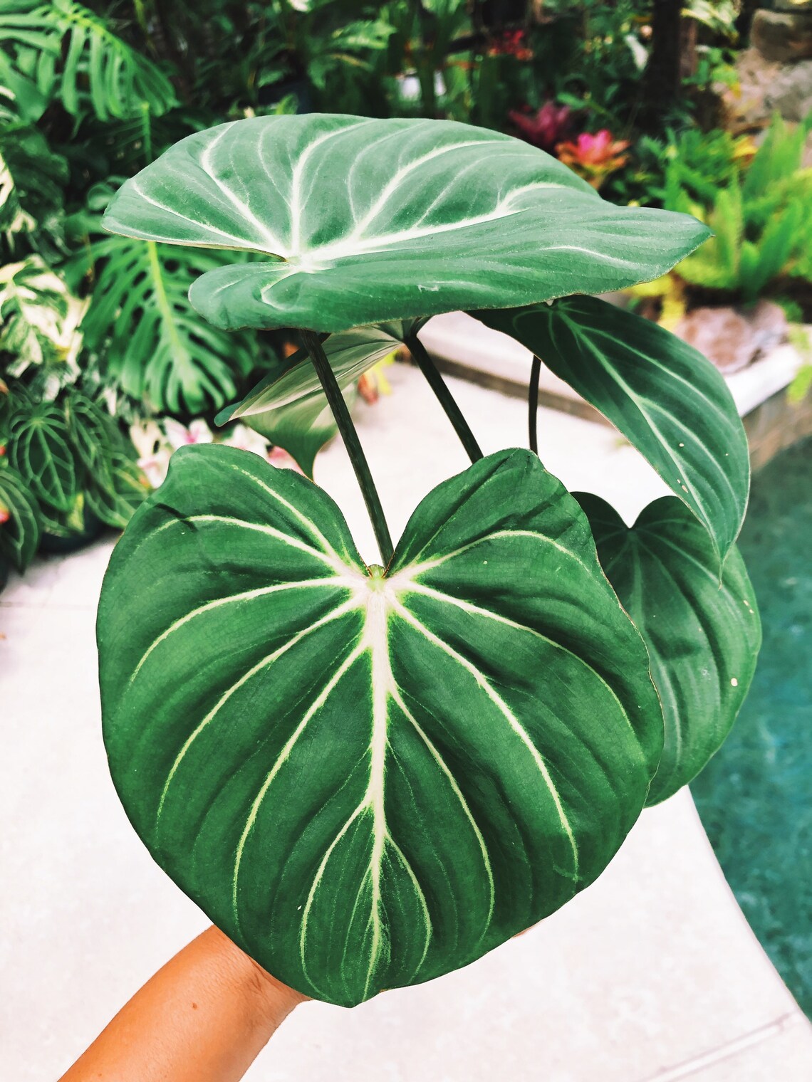 Philodendron Gloriosum Zebra Aroid 4 Pot Potted House Plant Etsy