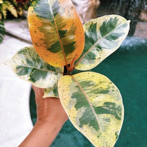 Ficus Elastica Shivereana Moonshine Mint Tineke Sport Variegated House Plant 4” Potted 29c