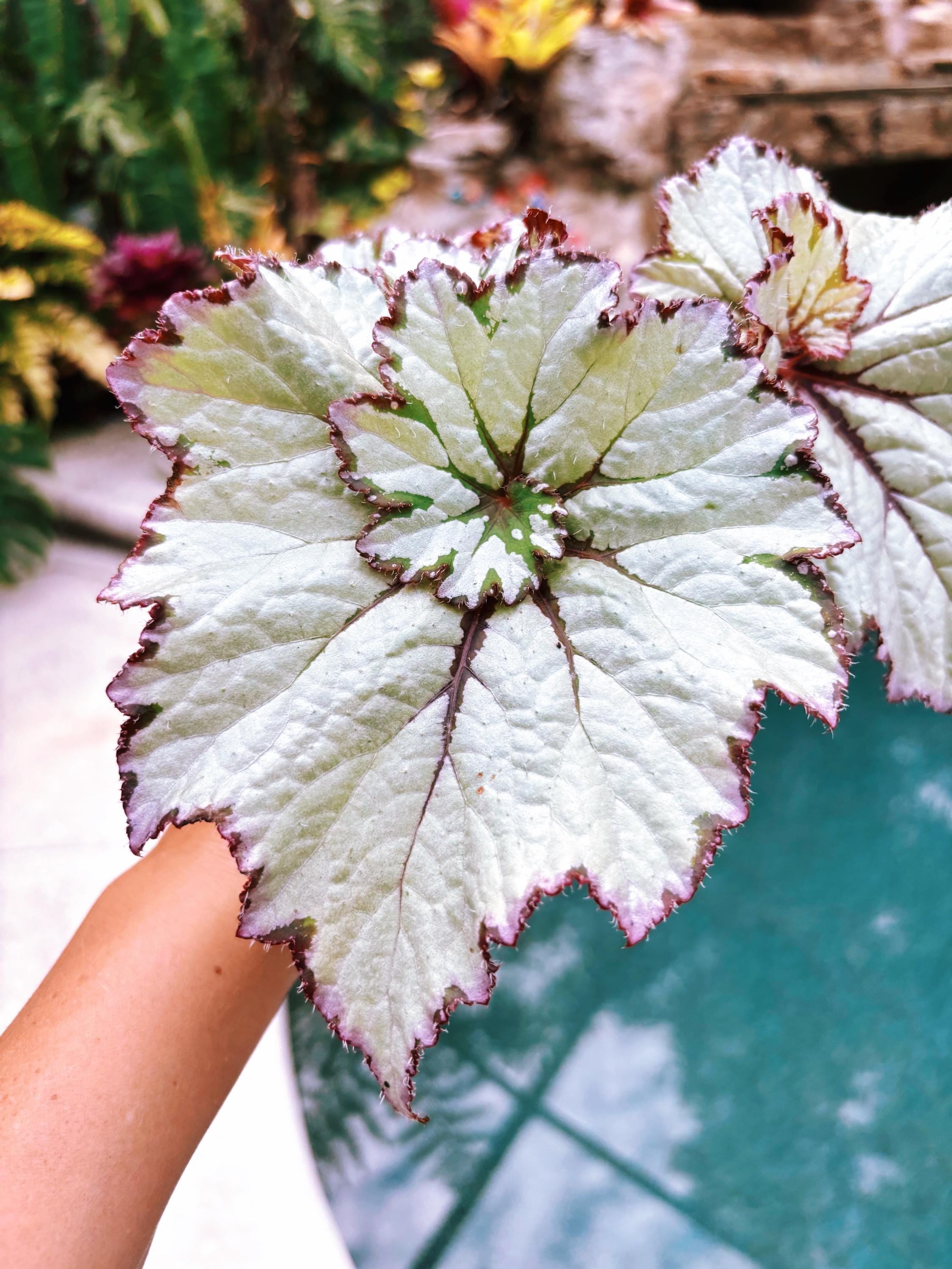 Rex Begonia 'curly Peppermint' White Pink Swirl Curl Live House