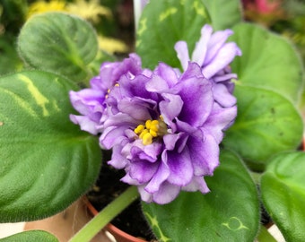 Live house plant Harmony’s African Violet Ruffled ‘EK Gray Ocean’ variegated purple garden 4” flower Potted gift