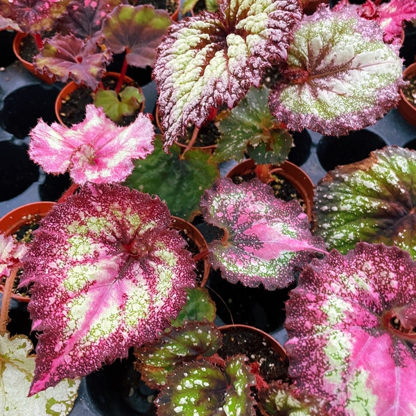 Harmony Rex Begonia 2” Starter Plants Collectors set bundle pink blue Swirl Escargot Live House Starter Potted gift 1,3,5,10