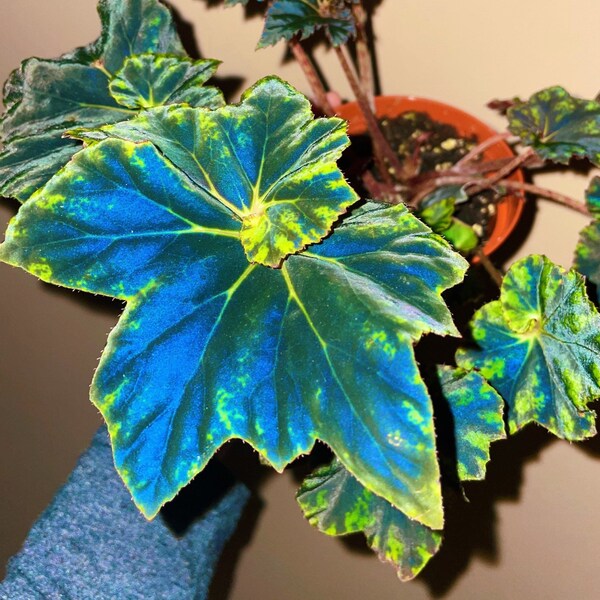 RARE Rex Begonia ‘Black & Blue’ Iridescent Shimmer Live House Starter Plant Potted 4” gift