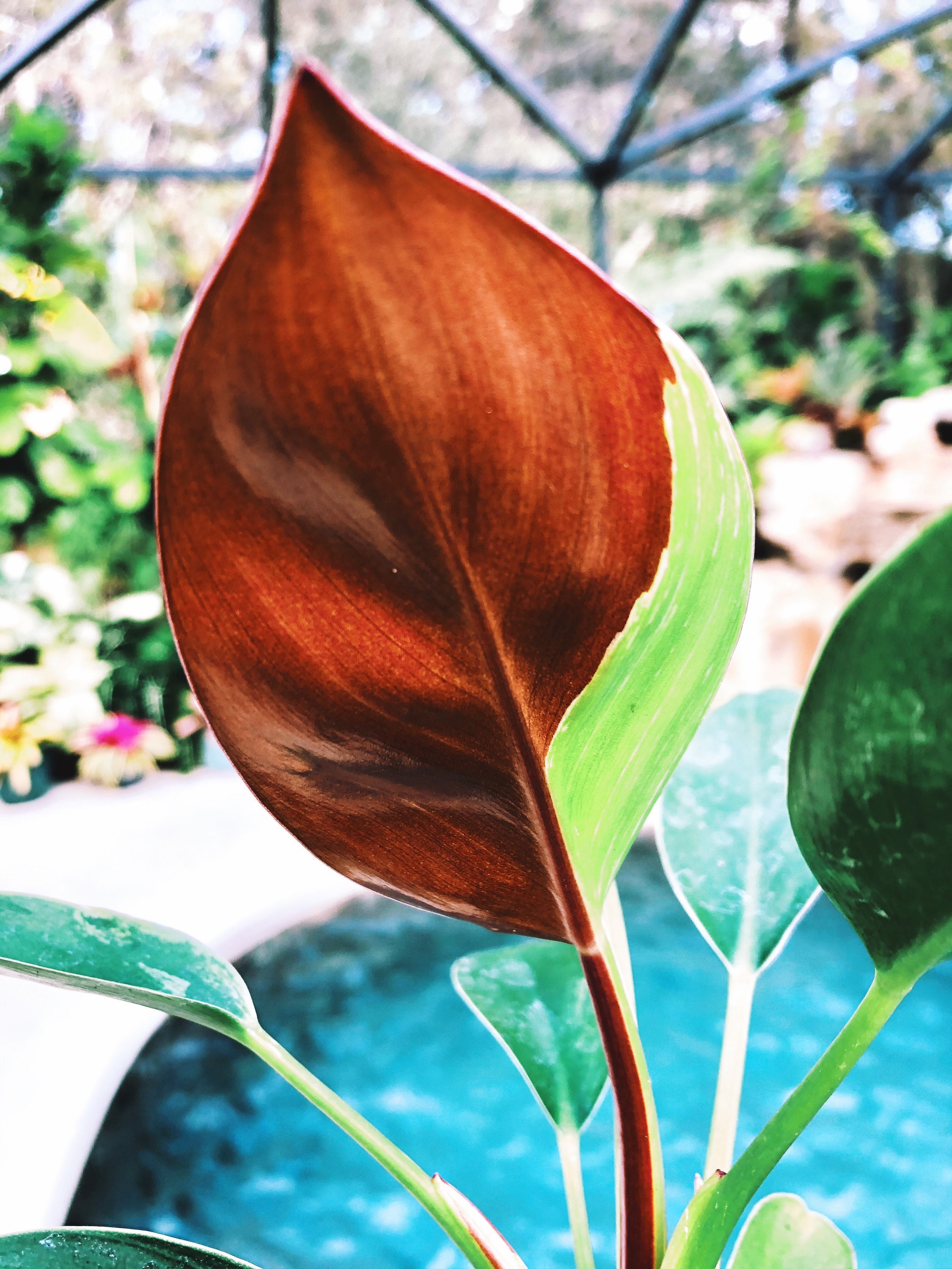 Philodendron Hybrid Birkin 'black Cherry' Red Variegated Potted House Plant  Aroid Potted 4 #64 - Etsy