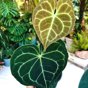Anthurium Clarinervium Heart Aroid Live House Plant 4” Potted Gift