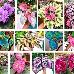 May include: A collection of ten different houseplants, including a purple African violet, a pink and green variegated plant, a blue and green variegated plant, a pink and green variegated plant, a pink and green variegated plant, a pink and green variegated plant, a pink and green variegated plant, a pink and green variegated plant, a pink and green variegated plant, and a pink and green variegated plant.