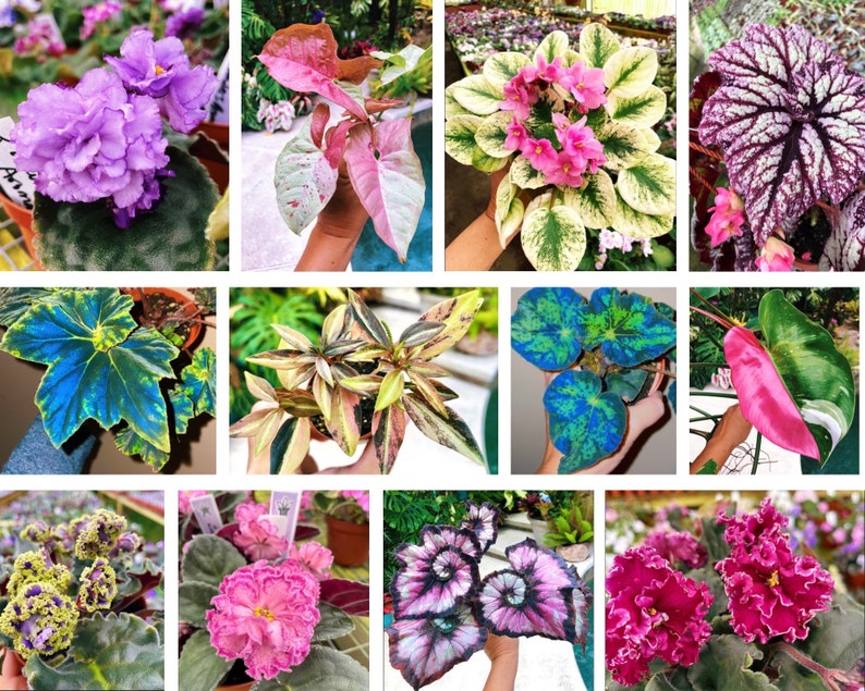 May include: A collection of ten different houseplants, including a purple African violet, a pink and green variegated plant, a blue and green variegated plant, a pink and green variegated plant, a pink and green variegated plant, a pink and green variegated plant, a pink and green variegated plant, a pink and green variegated plant, a pink and green variegated plant, and a pink and green variegated plant.