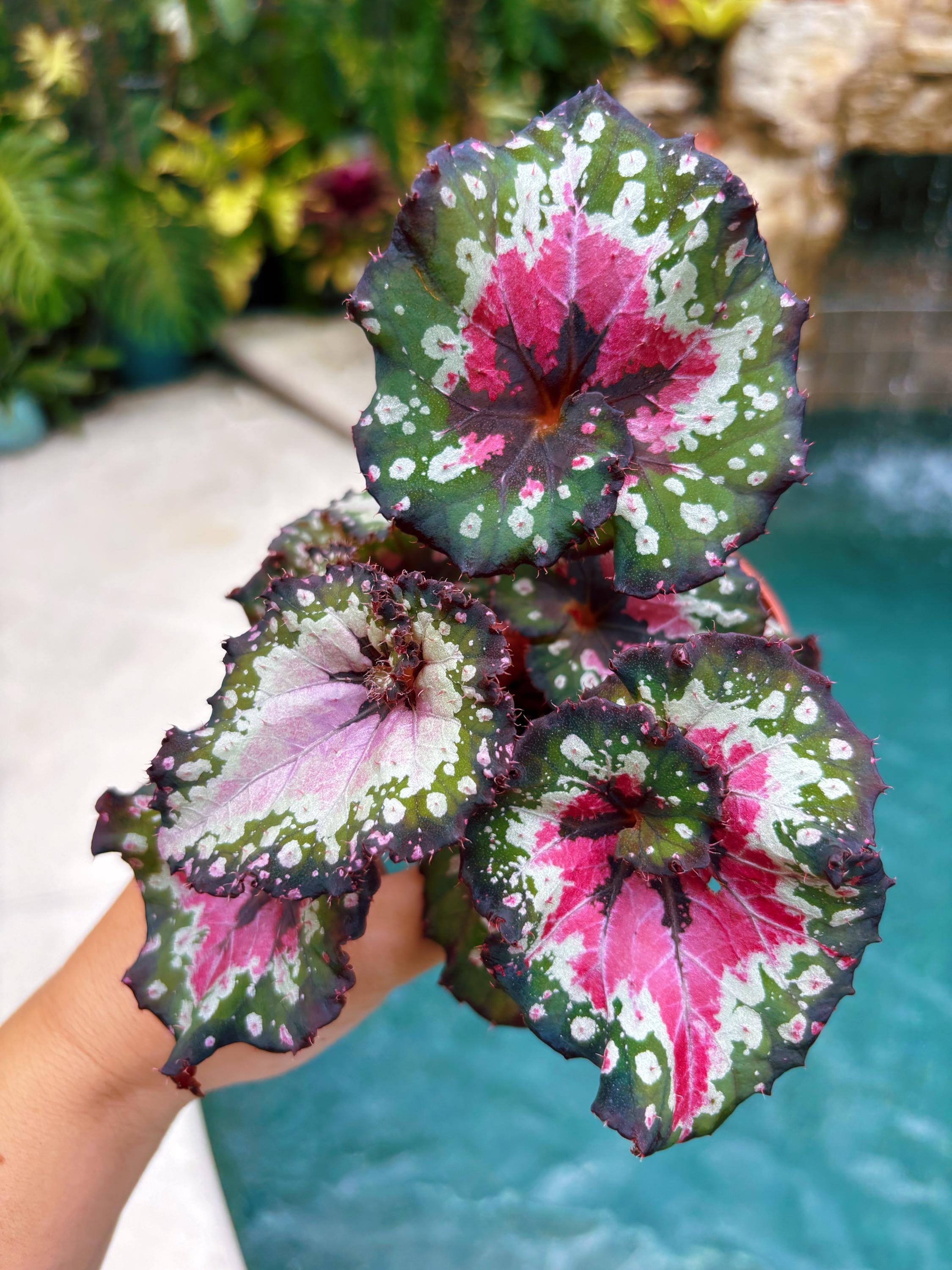 RARE Rex Begonia 'harmony's Crazy Love' Pink Variegated Live House