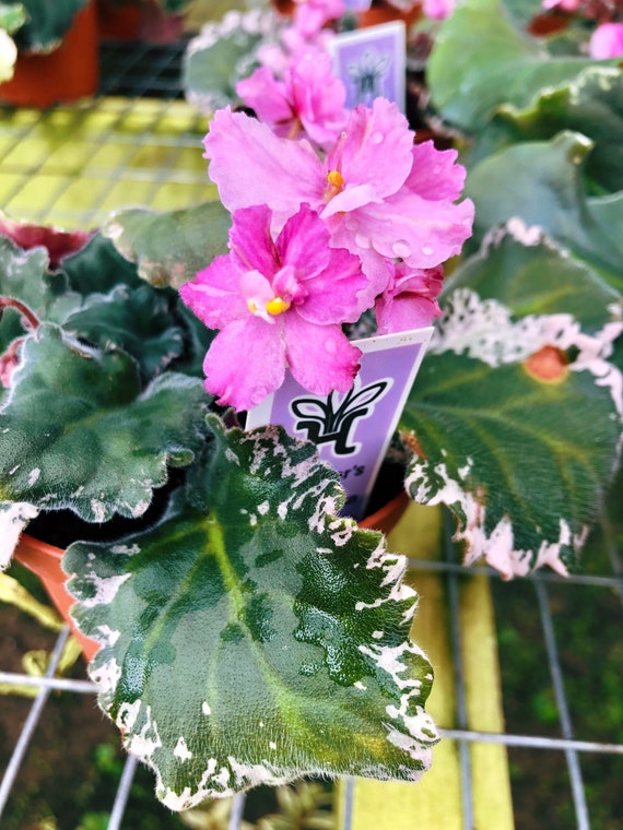 Plante dintérieur vivante rose fleur panachée Violette - Etsy Canada