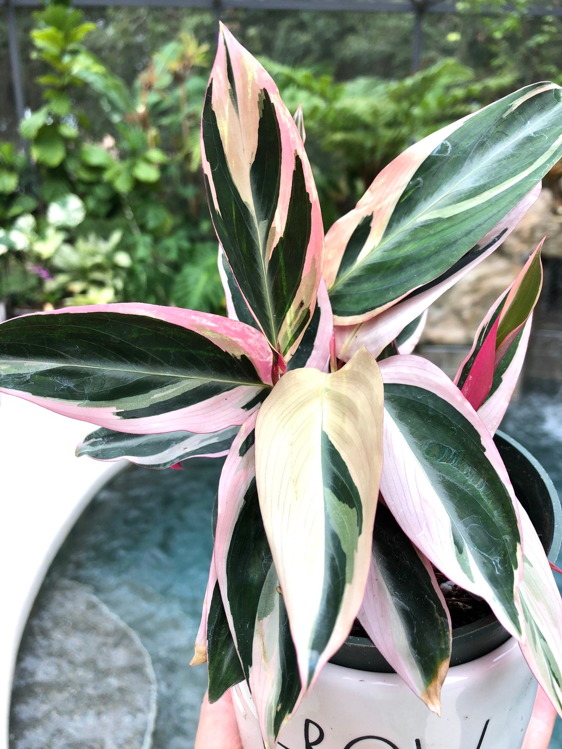 Calathea stromanthe Triostar Variegated White Pink Albo | Etsy