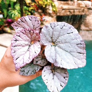 Rex Begonia Harmony’s ‘Silver Dollar’ White Gray Variegated Live House Plant Potted 4” terrarium vivarium