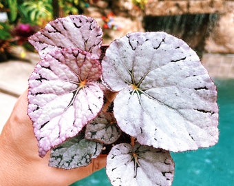 Rex Begonia Harmony’s ‘Silver Dollar’ White Gray Variegated Live House Plant Potted 4” terrarium vivarium