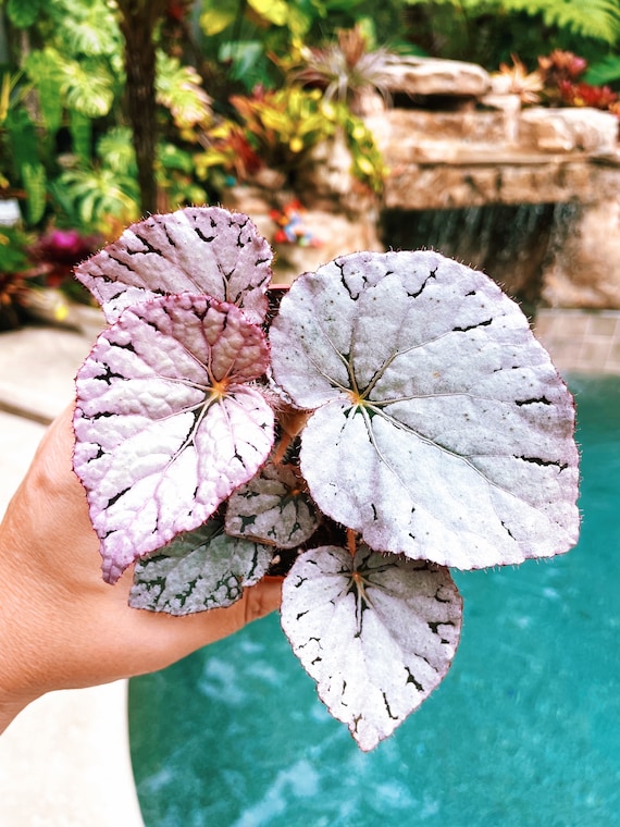 Rex Begonia Harmony