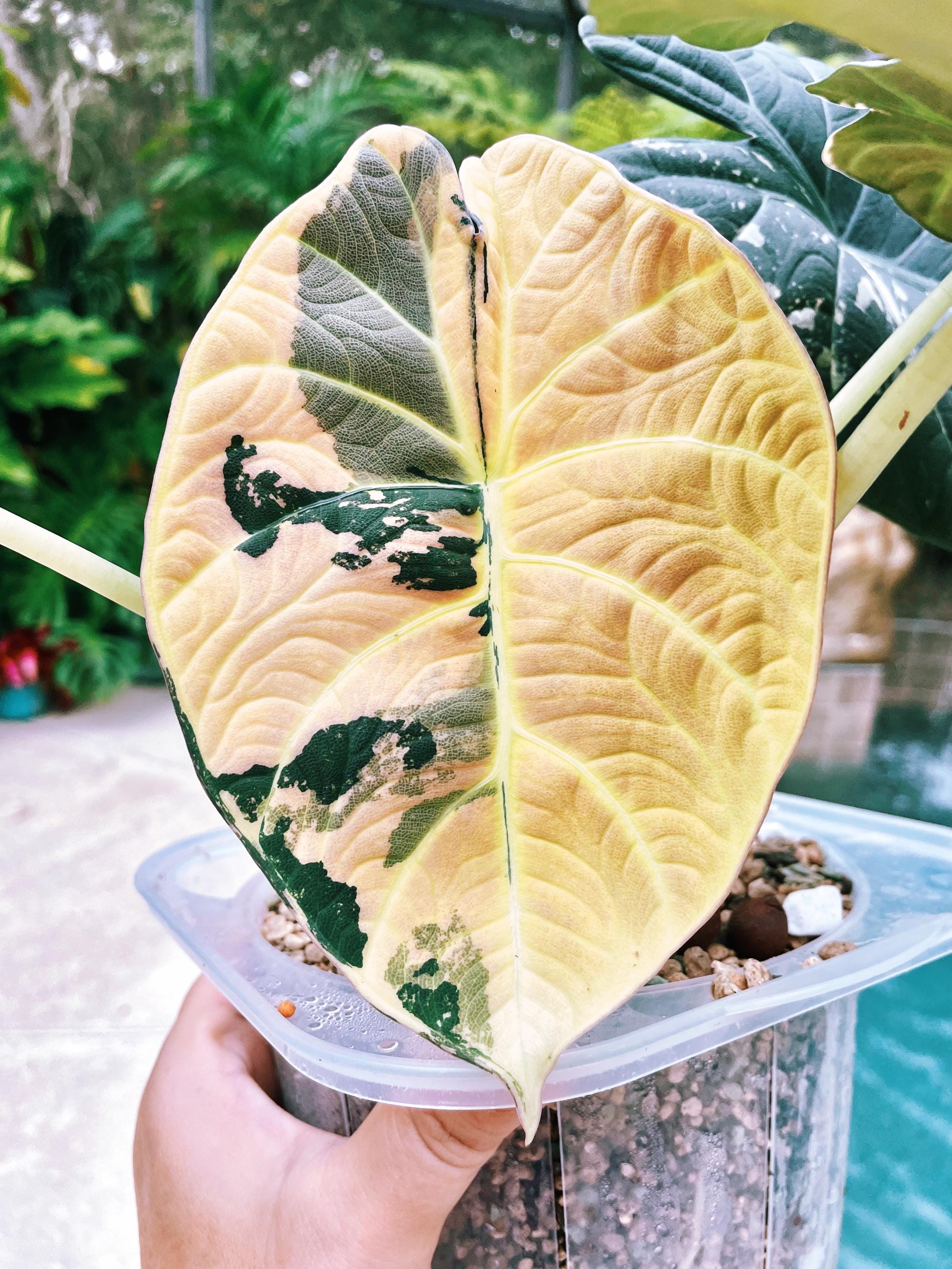 Variegated Alocasia Maharani Albo Jewel CORM Bulb Grow Your Own