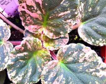 Live house plant variegated Harmony’s African Violet ‘Cabbage Patch’ flowering garden 4” flower Potted gift