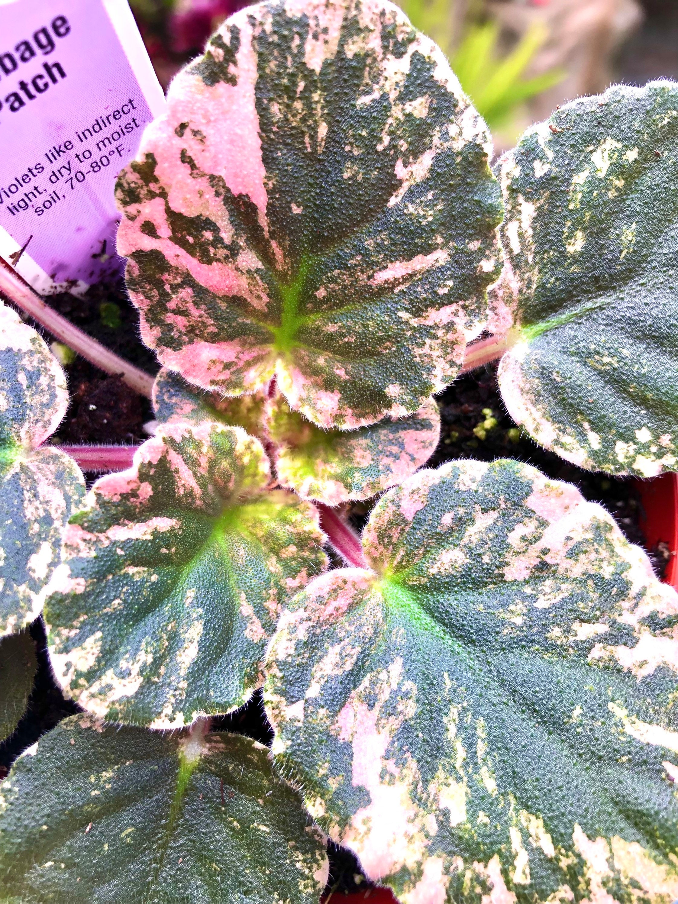 Live House Plant Variegated Harmonys African Violet cabbage - Etsy