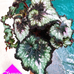 May include: A close-up of a green and white variegated begonia plant with pink accents. The plant has large, round leaves with a spotted pattern. The plant is being held in a hand against a blue background.