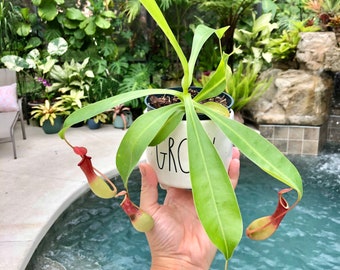 Nepenthes Alata Pitcher Plant Carnivorous Vivarium 4” Potted Tropical House Plant