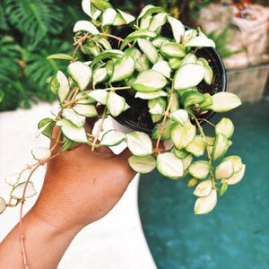 May include: A small potted plant with variegated green and white leaves. The plant is a trailing vine with long stems and heart-shaped leaves.