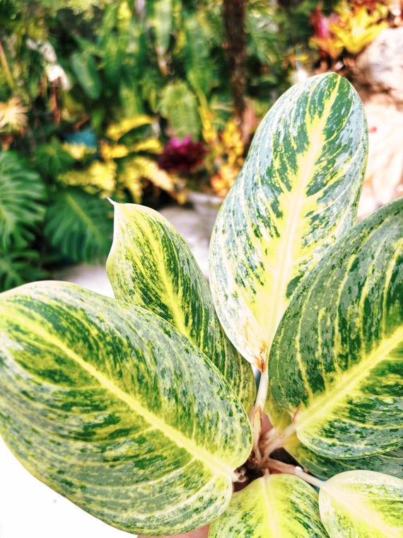 Rare Aglaonema 'honey Lemon' Live House Plant Potted 4” Pot Gift