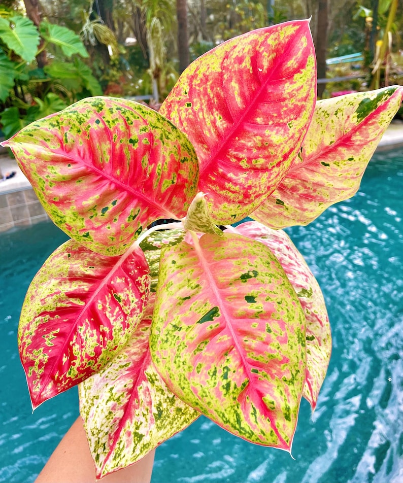 Aglaonema Red Mahasetti Variegated Live Plant - Thumbnail 2