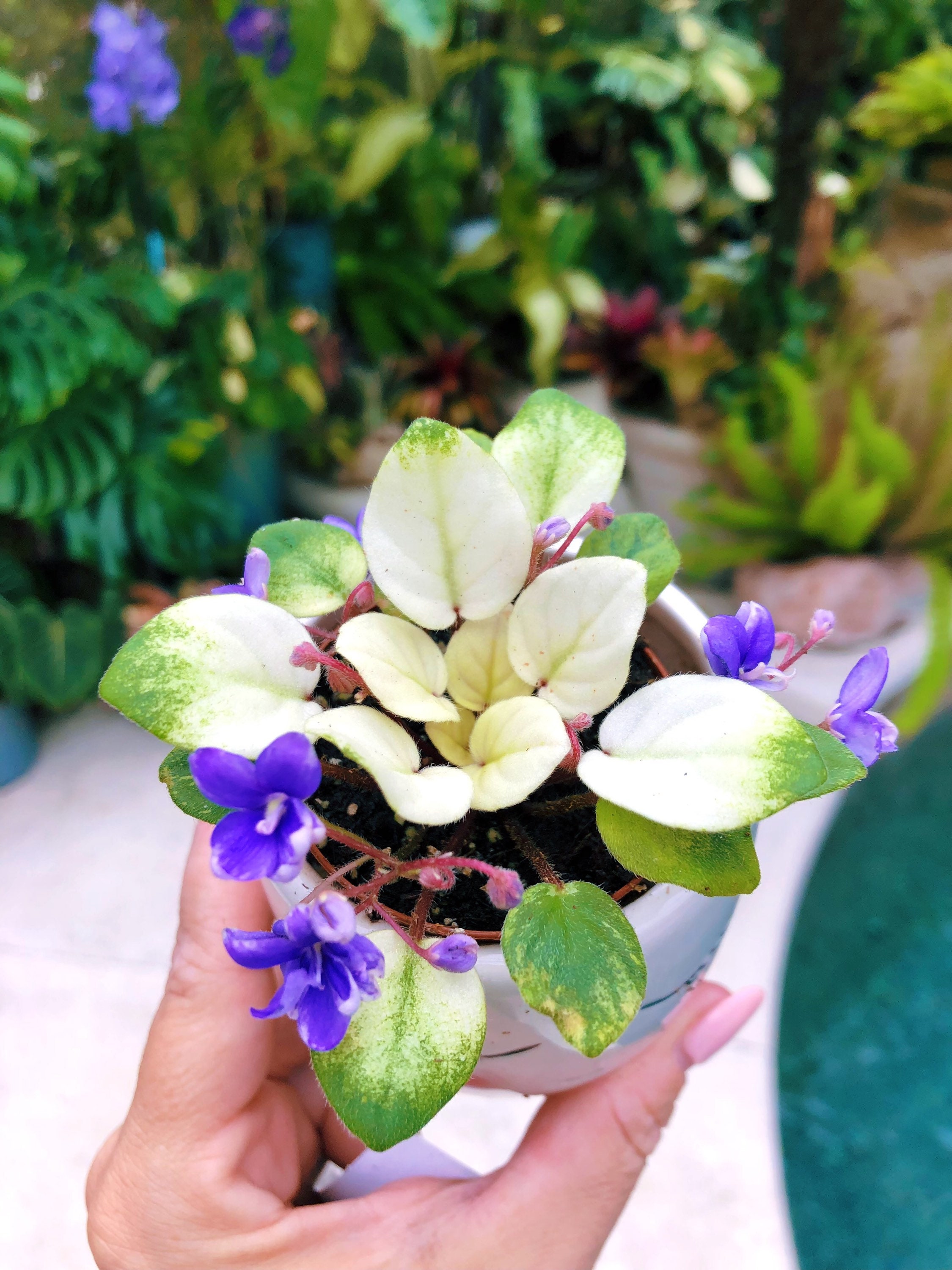 Miniature Rare Mini African Violet Variegated 'harmony's Spring