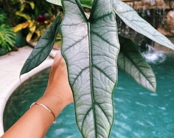 Alocasia Heterophylla ‘Dragons Breath’ Baginda Jewel Elephant Ear 4” potted live house plant aroid