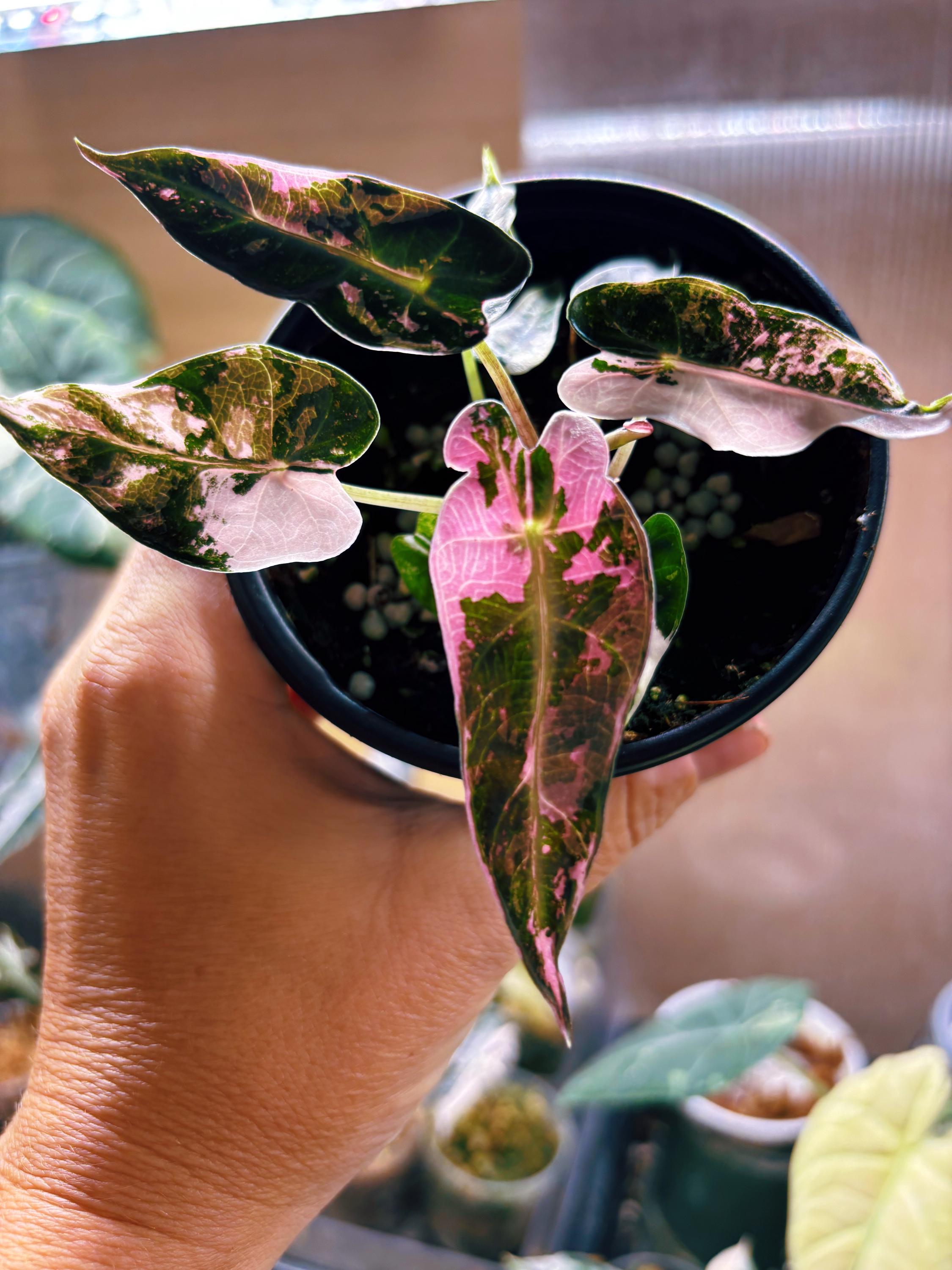 アロカシアbambino pink-albo NO5・ninja var NO5 Alocasia pink variegated 'Bambino' - Gabriella Plants