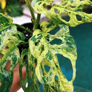 plowmanii philodendron Plowmanii Philodendron – America's Gardens Nursery main image 1