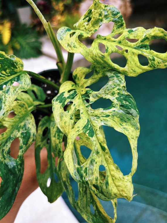 leaf monstera Monstera Deliciosa Plant for Sale | Swiss Cheese Plant main image 1