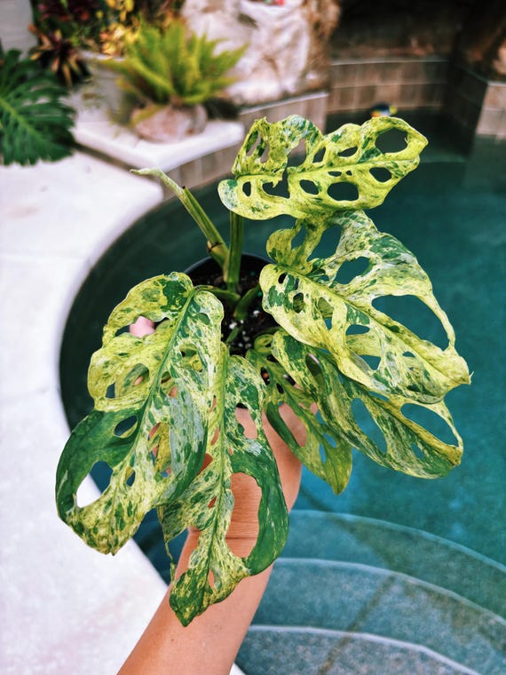 RARE Variegated Monstera Adansonii Mottled Tropical House Plant Aroid 4  Potted Growers Choice - Etsy