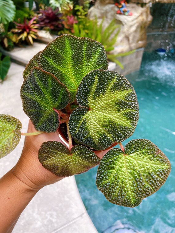 RARE Begonia Soli Mutata Variegated Live House Plant Potted