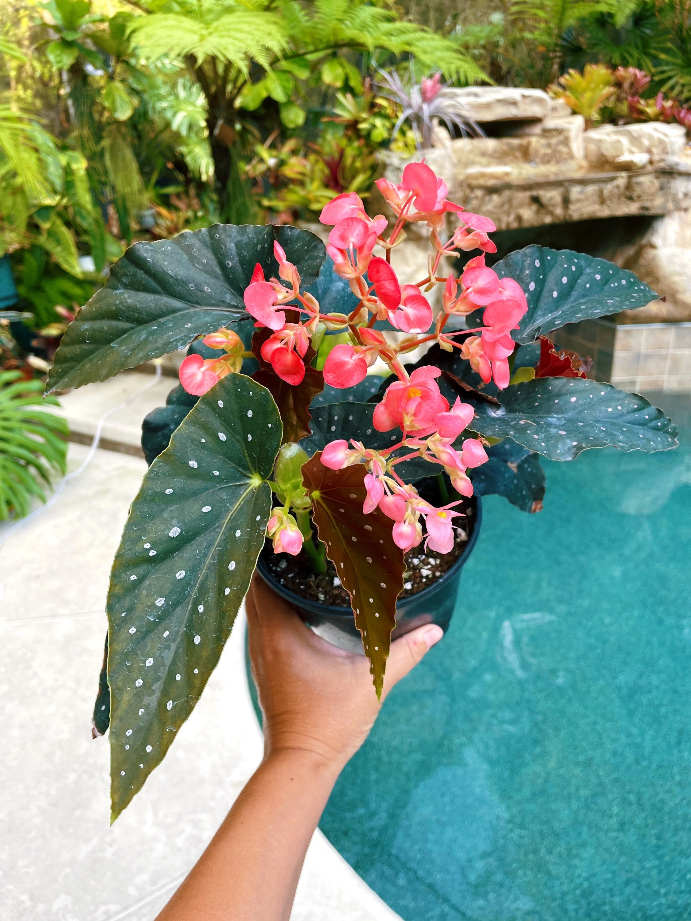 RARE Begonia Angel Wing Blooming Pink Polka Dot Hybrid Live House