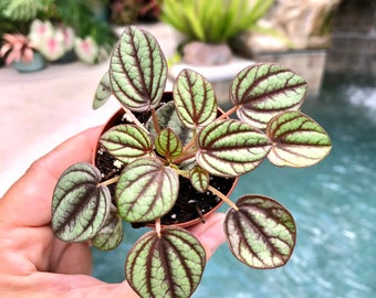 Peperomia Piccolo Banda Albovittata House Plant 2” potted gift