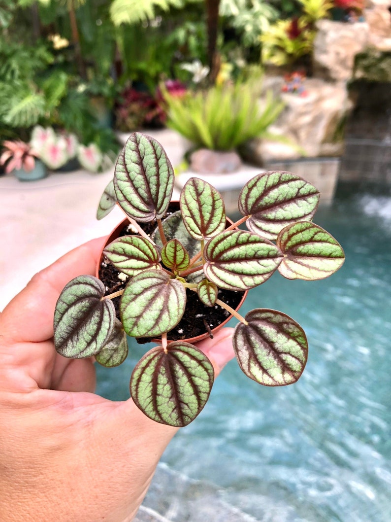 Peperomia Piccolo Banda Albovittata House Plant 2 potted gift image 1