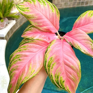 Variegated Aglaonema Pink Panama Live House Plant Potted 4” gift US Seller
