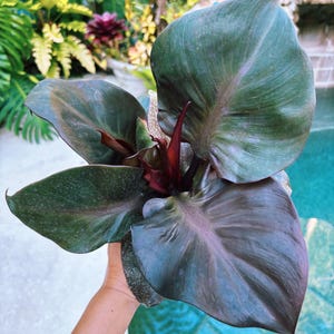 philodendron birkin plant Philodendron Birkin Pink main image 0