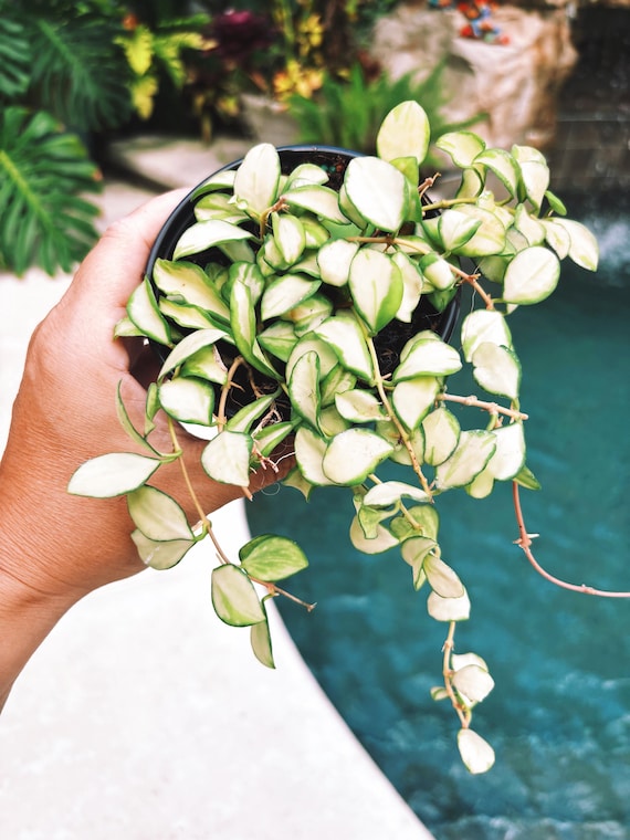 wall planters for indoor plants Metal Planters, Set of 3