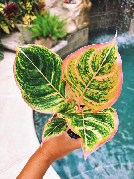その他観葉植物 aglaonema spp. romeo pinkies Rare Aglaonema 'pinky Pie' Live House Plant Potted 4” Pot Gift US