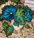 RARE Rex Begonia U578 Blue Iridescent Shimmer Live House Starter Plant Potted 4” gift