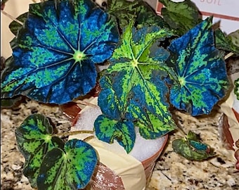 RARE Rex Begonia U578 Blue Iridescent Shimmer Live House Starter Plant Potted 4” gift