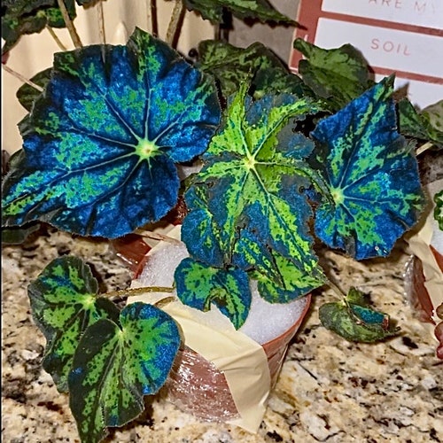 6 foot fiddle leaf fig tree 7-10FT Fiddle Leaf Fig  Dahing Plants