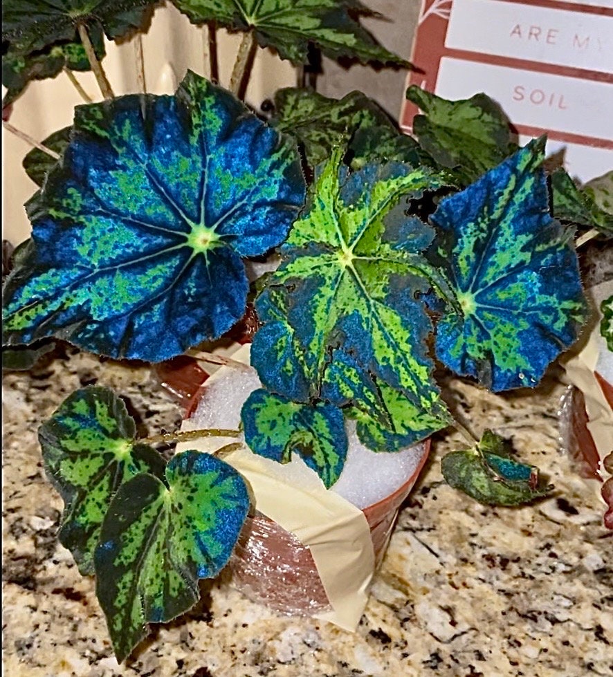 RARE Rex Begonia U578 Blue Iridescent Shimmer Live House