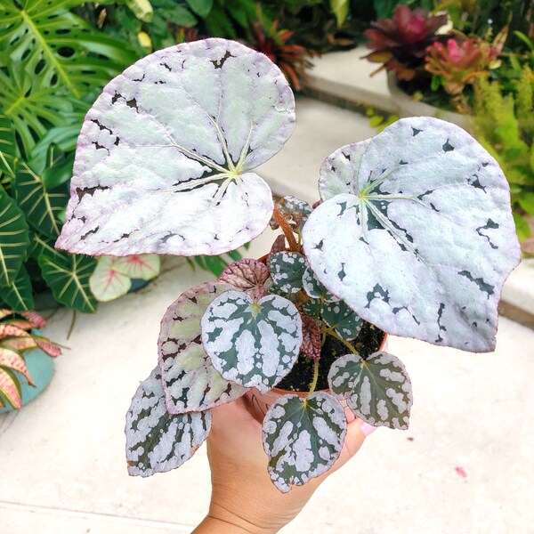 Rex Begonia Harmony’s ‘Silver Dollar’ White Gray Variegated Live House Plant Potted 4” terrarium vivarium