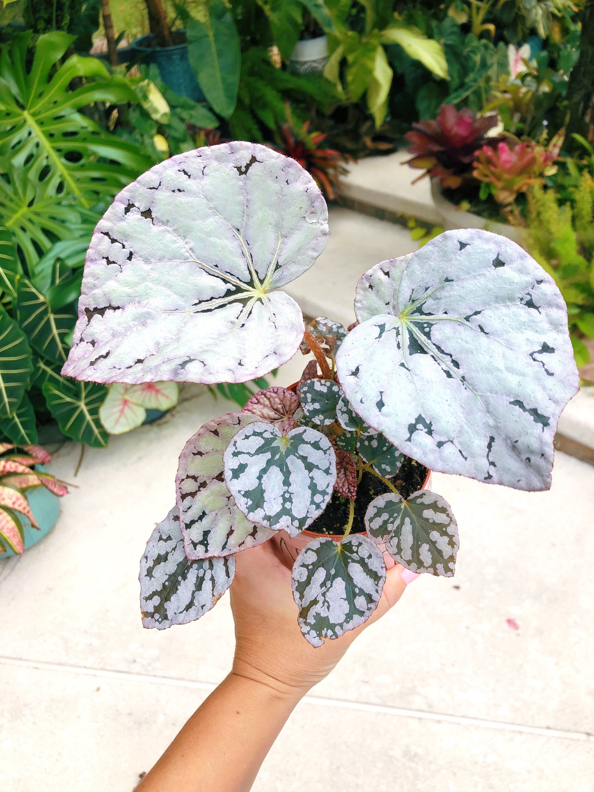 Begonia silver deals