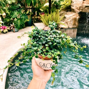 Ficus pumila &#39;Quercifolia&#39; mini oakleaf creeping fig String of Frogs Trailing House Plant 4” Potted