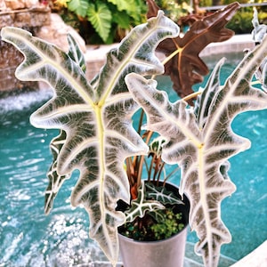 RARE Alocasia Silver Nobilis Corm or 4” Potted Live House Aroid
